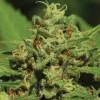 Emerald Fire OG Auto