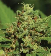 Emerald Fire OG Auto