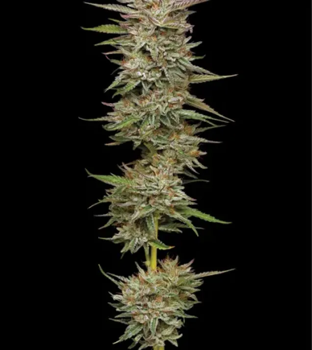Banana OG Auto