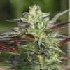 G.S. Cookies Auto