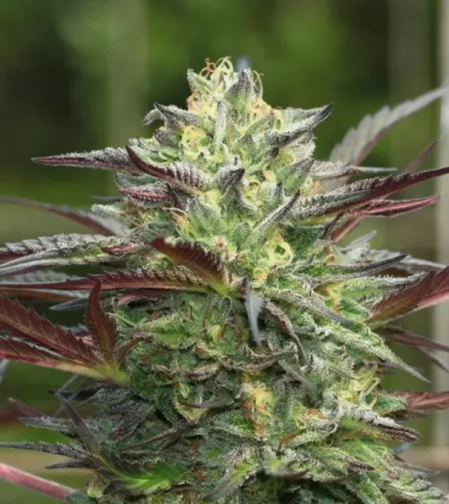 G.S. Cookies Auto