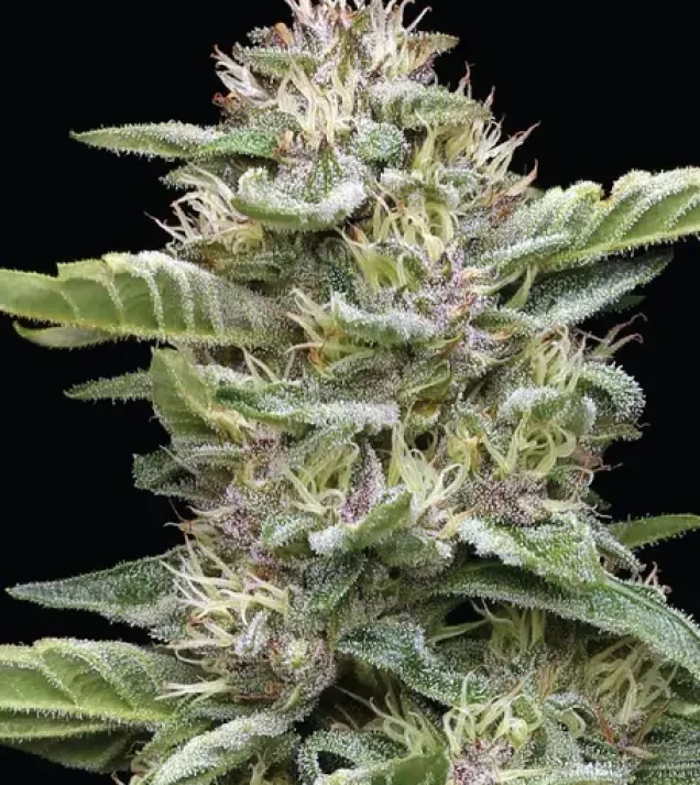 Garlic Budder