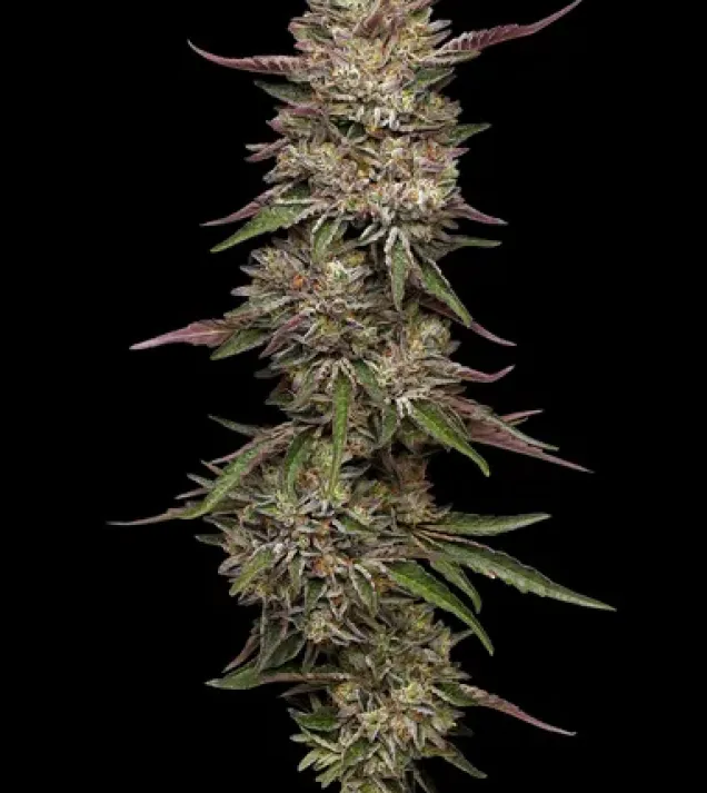 Guzzlerz