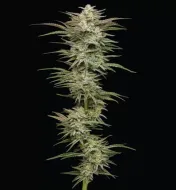 Jelly Donutz Auto