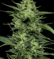 Limez
