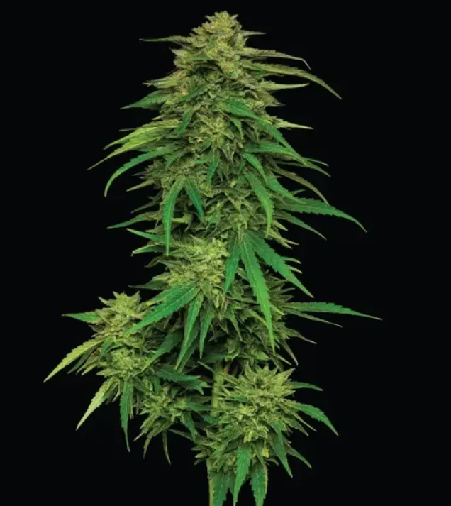 Mango Sherbert