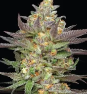 Mint Jelly Auto