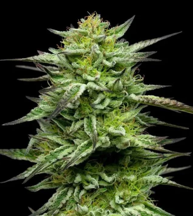 Mountaintop Mint