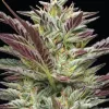 Notorious THC