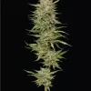 OG Kush Auto