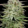 Pound Town Auto