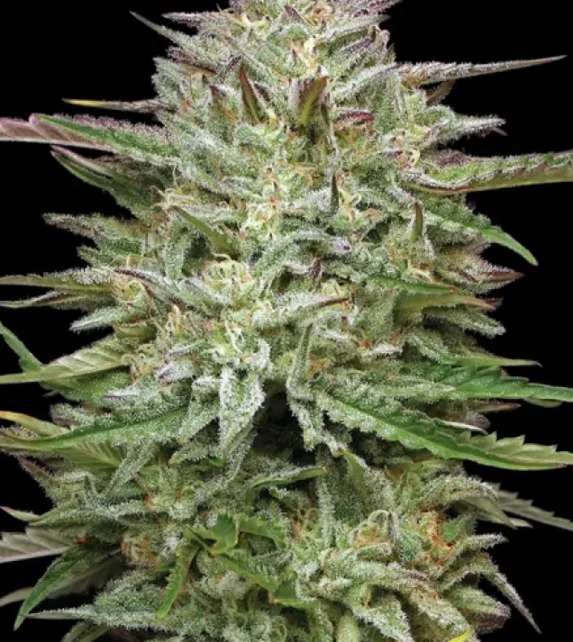 Pound Town Auto