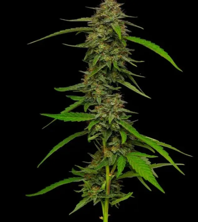 Strawberry Cheesecake