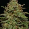 Strawberry Cheesecake Auto
