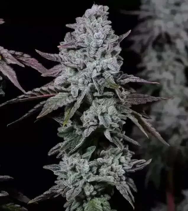 Banana Daddy IBL Auto