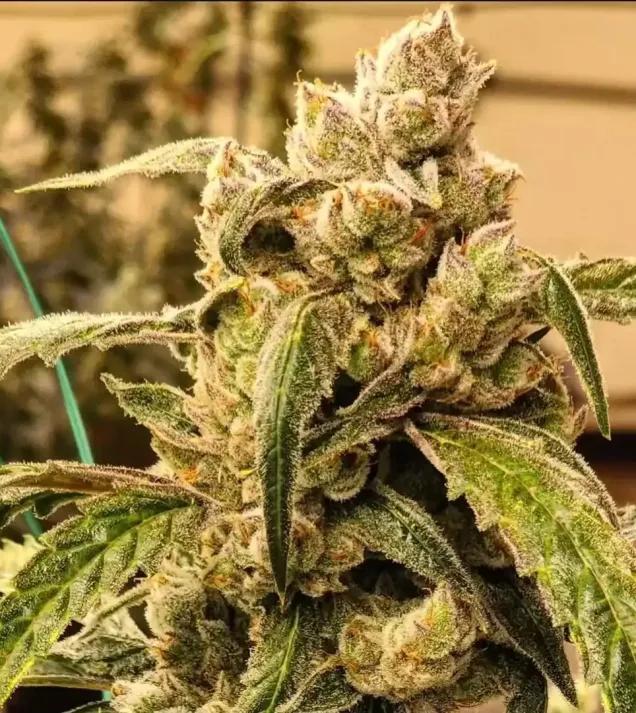 Banana Jealousy IBL Auto