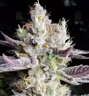 BooBerry Cookies RBX