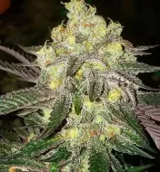 Candy Store RBX