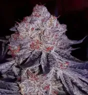 Cherry Gar-See-Ya R1