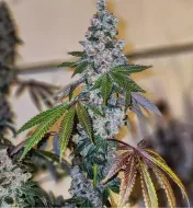 Cherry Pie OG S1