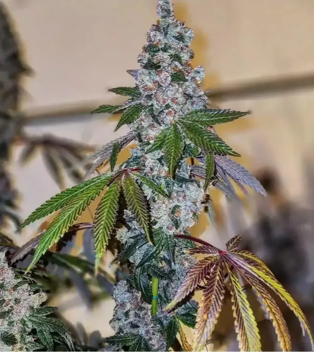 Cherry Pie OG S1