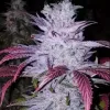 Early Lemon Berry RBX