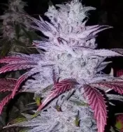 Early Lemon Berry RBX