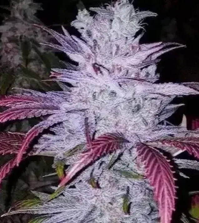 Early Lemon Berry RBX