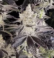 Ethos Cookies R2
