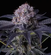 Grape Balls of Fire RBx