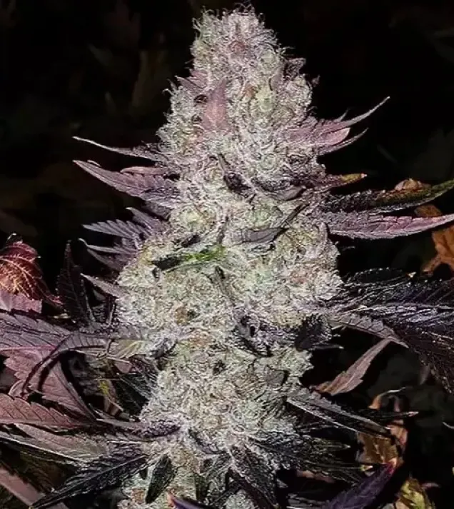 Grape Diamonds R2