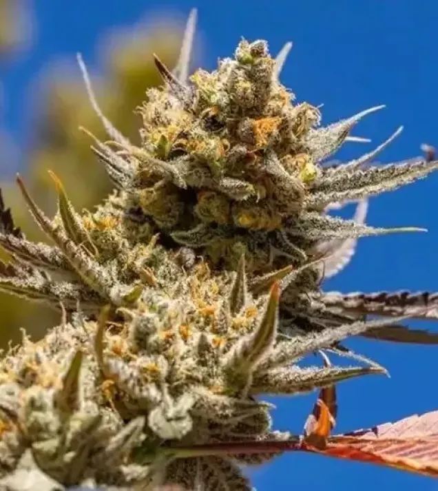 Lemon Berry Candy OG R2