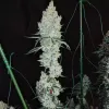 Lemon Cherry Pie R1