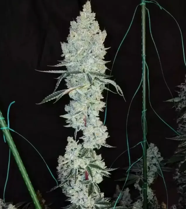 Lemon Cherry Pie R1