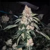 Lemon Whhip Haze IBL