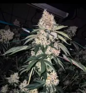 Lemon Whhip Haze IBL