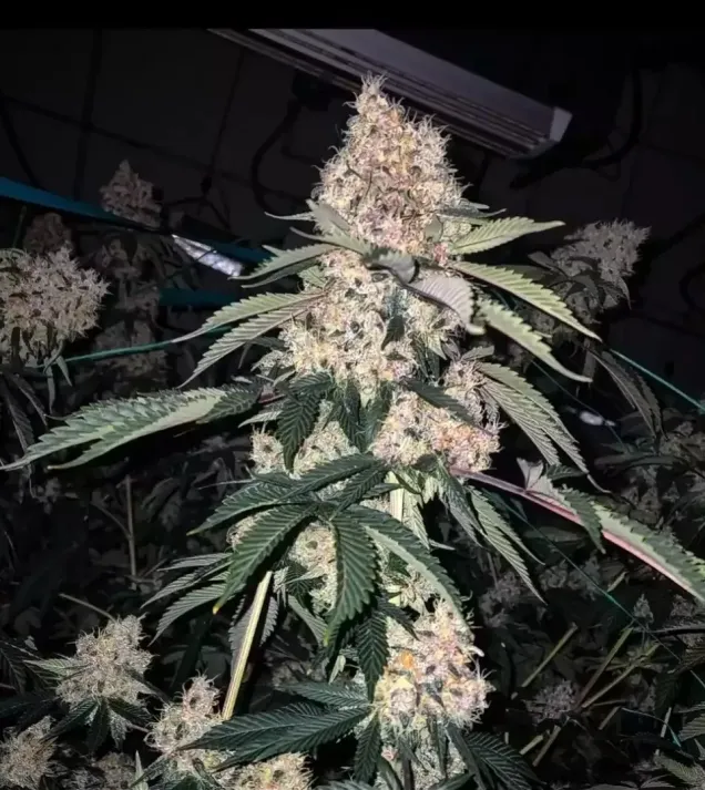 Lemon Whhip Haze IBL