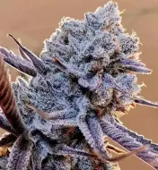 Lilac Diesel RBX2