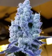 Mandarin Cookies V2