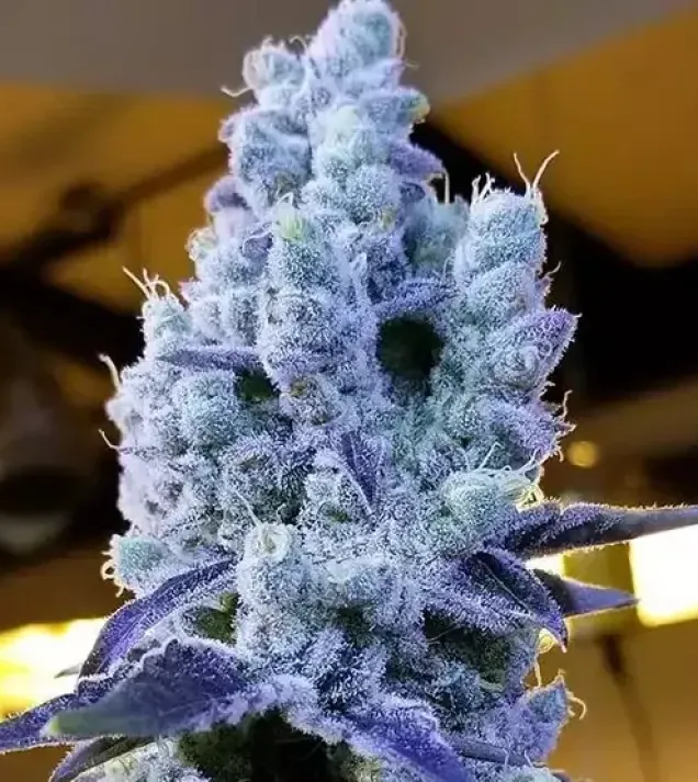 Mandarin Cookies V2