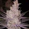 Orange Kush Cake R1