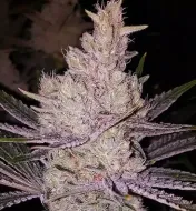 Orange Kush Cake R1