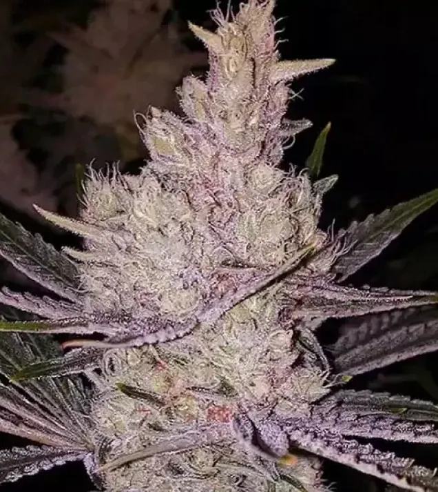 Orange Kush Cake R1