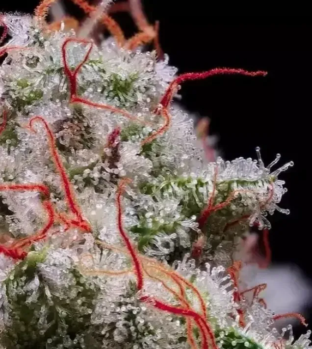 Peach Crescendo RF3