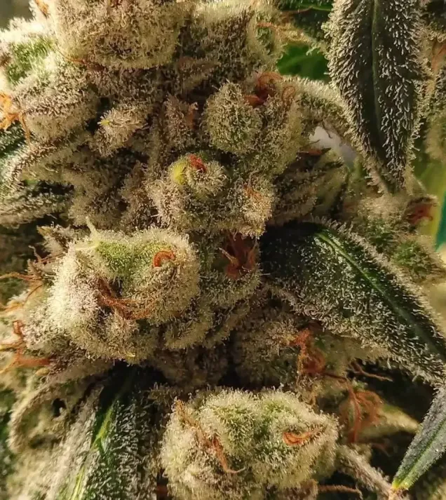 Pluto Cookies IBL Auto