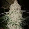 Pluto Cut RF3 Auto