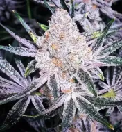 Purple Sunset RBX2