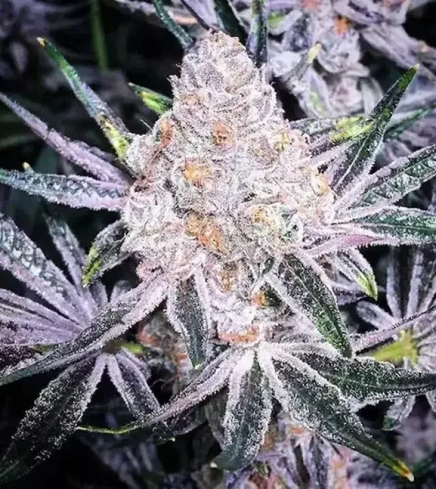 Purple Sunset RBX2