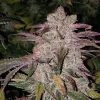 Purple Thai RBX1 Auto