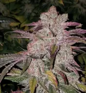 Purple Thai RBX1 Auto